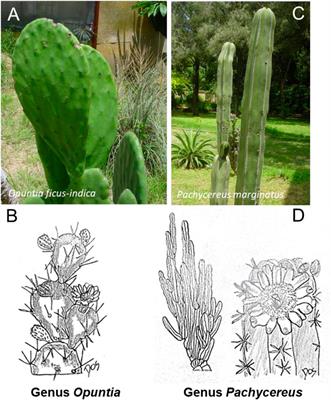 Phytochemicals from Cactaceae family for cancer prevention and therapy